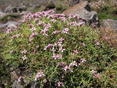 Hormathophylla spinosa