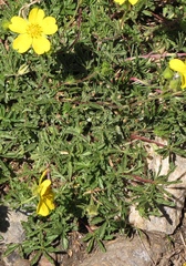 Potentilla reuteri