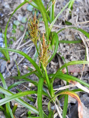 Carex edura
