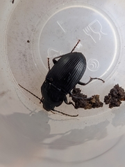 Abax ovalis