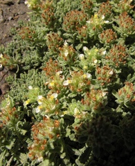 Teucrium similatum