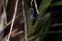 Potamarcha congener