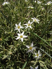 Arenaria pungens