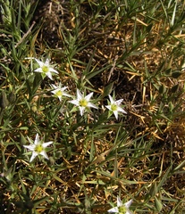 Arenaria pungens
