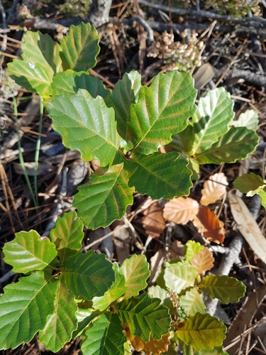Gall Oak