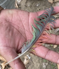 Amazona auropalliata