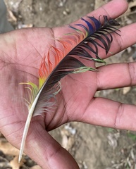 Amazona auropalliata