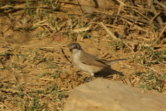 Curruca curruca minula