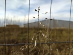 Bromus arvensis
