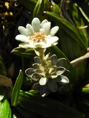 Leucogenes leontopodium