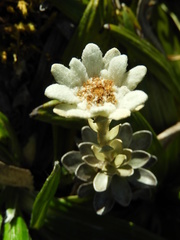 Leucogenes leontopodium