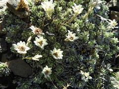 Leucogenes leontopodium