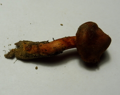 Cortinarius purpureus