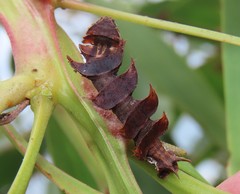 Eucyclodes metaspila