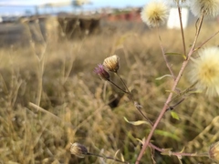 Erigeron acris serotinus