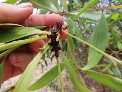 Eucyclodes metaspila