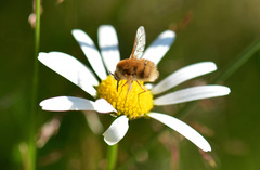 Bombylius minor