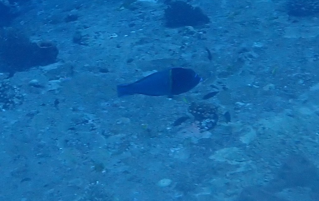 Bluespotted wrasse