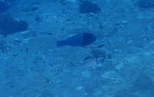 Bluespotted Wrasse (Anampses caeruleopunctatus)