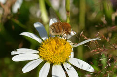 Bombylius minor