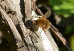 Bombylius minor