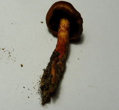 Cortinarius purpureus