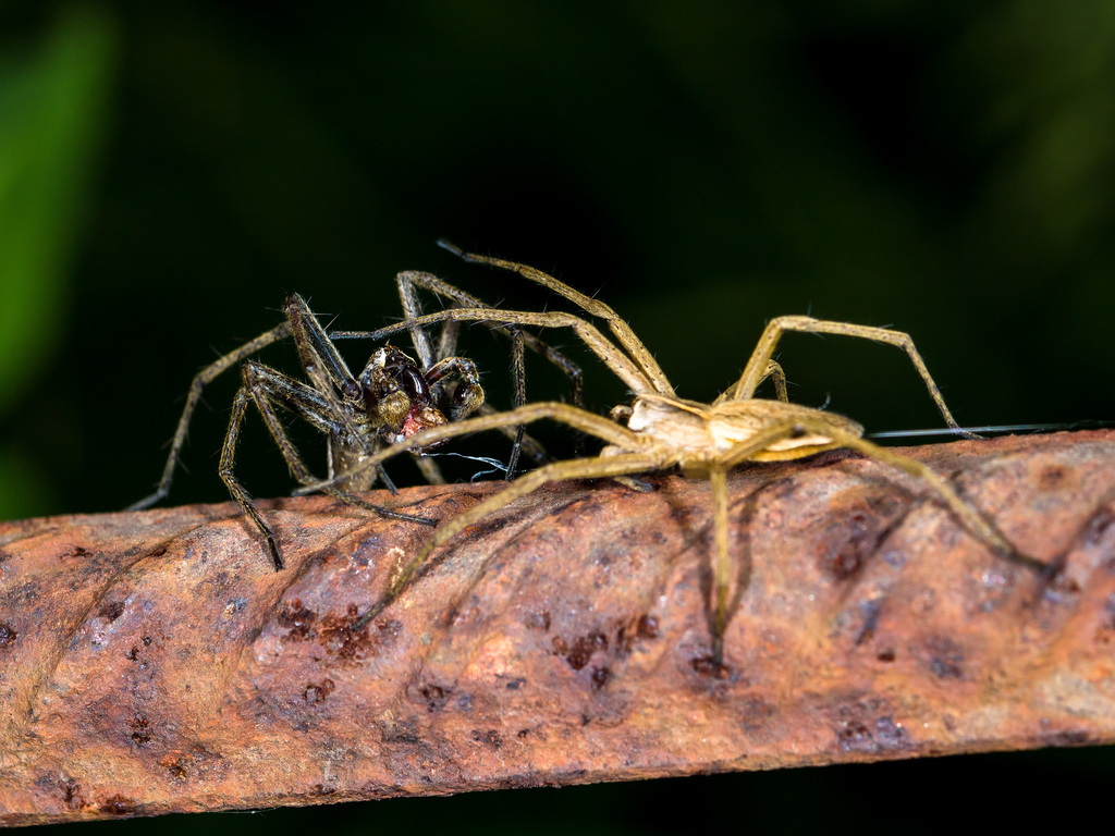 Nursery web spider (Pisaura mirabilis)