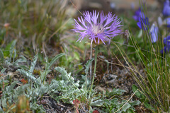 Psephellus caucasicus