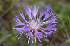 Psephellus caucasicus