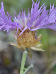 Psephellus caucasicus