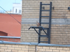 Falco tinnunculus tinnunculus