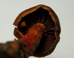 Cortinarius purpureus