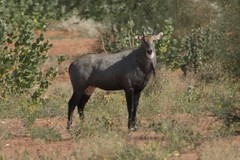 Boselaphus tragocamelus