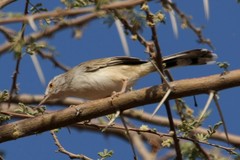 Prinia buchanani