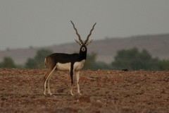 Antilope cervicapra