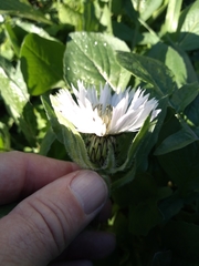 Centaurea pullata
