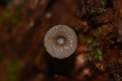 Mycena clavicularis