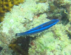 Larabicus quadrilineatus
