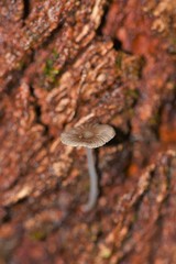 Mycena clavicularis