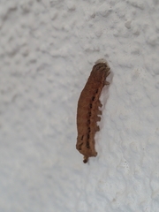 Noctua fimbriata