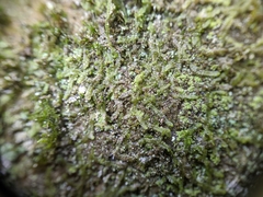 Cheilolejeunea clypeata