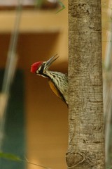Chrysocolaptes festivus