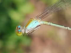 Pseudagrion microcephalum