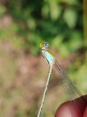Pseudagrion microcephalum