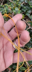 Cassytha filiformis