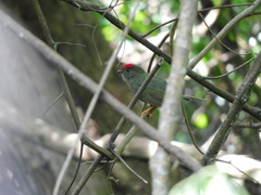 Chiroxiphia lanceolata
