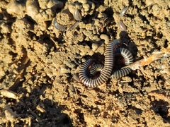 Ommatoiulus diplurus