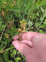 Lamium amplexicaule orientale
