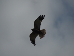 Circus aeruginosus aeruginosus