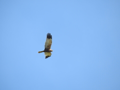 Circus aeruginosus aeruginosus